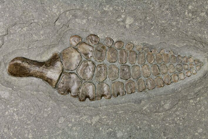 Fossil Ichthyosaur Paddle - Posidonia Shale, Germany #150175
